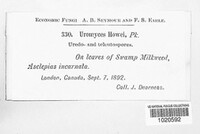 Uromyces howei image